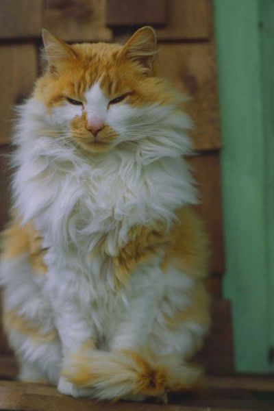 Washington, Bellingham Orange cat on ledge